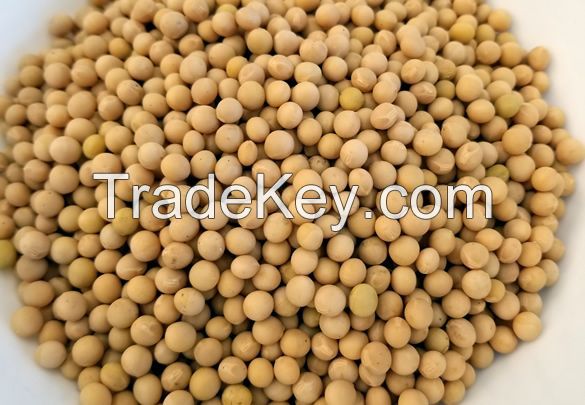 Raw And Dried Soybean