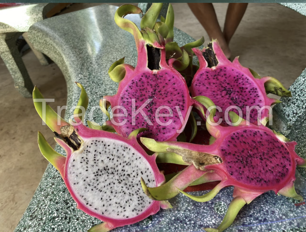 Fresh Dragonfruit Sunrise Ins Group