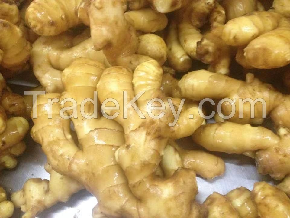 Ginger Root