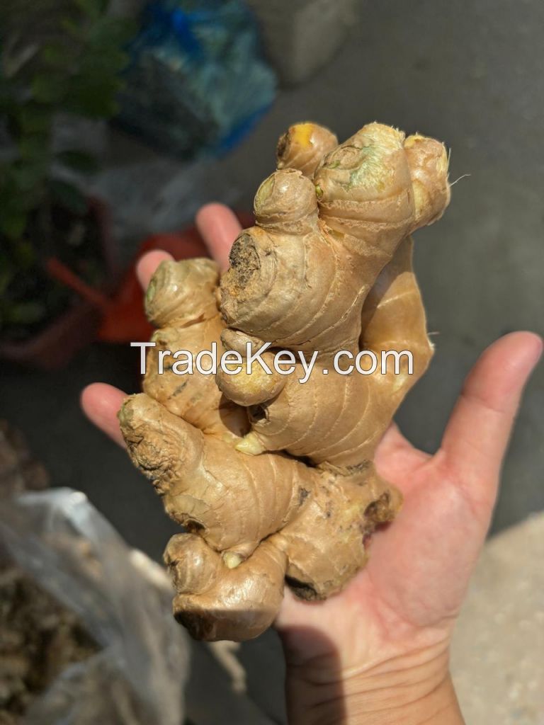 Ginger Root