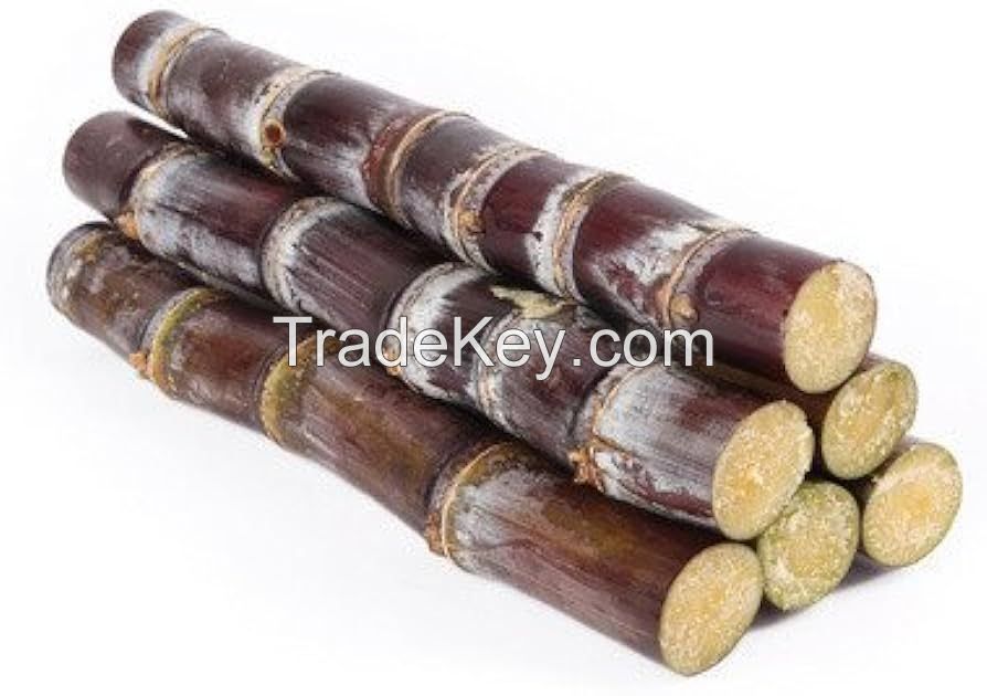 Fresh Sugarcane