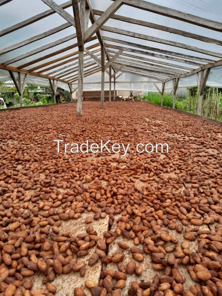 Natural Dry Cocoa Beans from SAO TOME and PRINCIPE