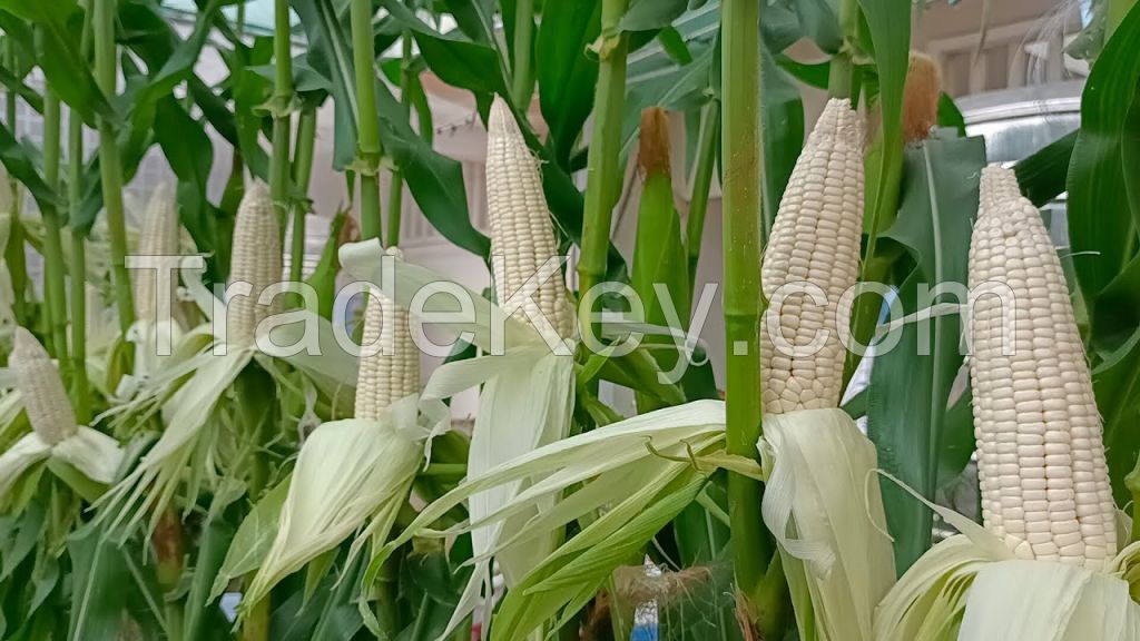 White Maize