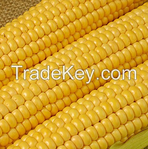 Yellow Maize