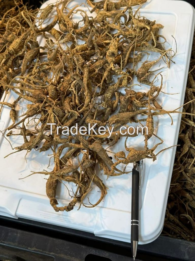 Wild Ginseng