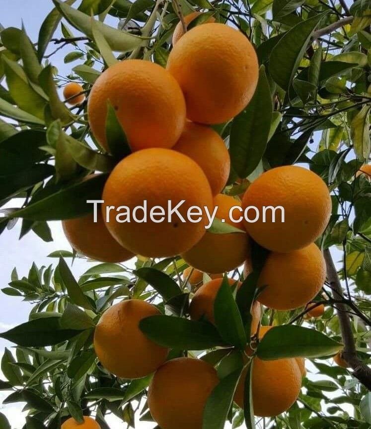 Fresh Egyptian Orange