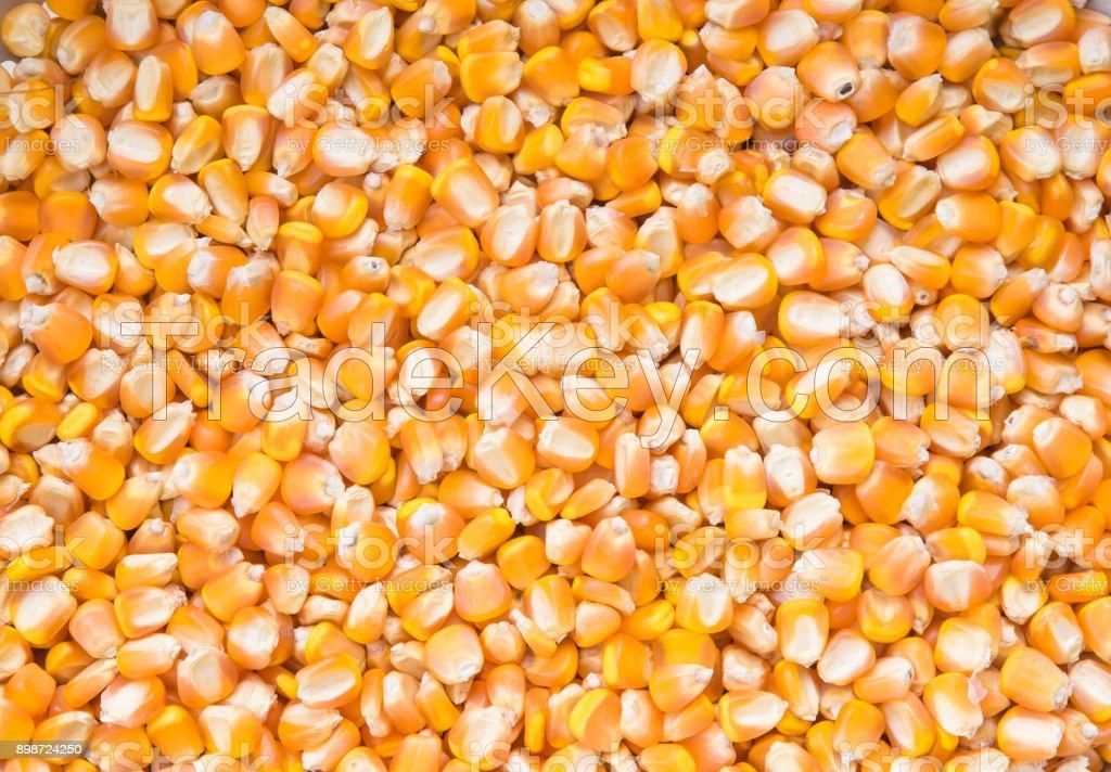 High Quality Corn