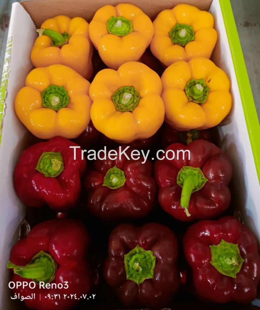 Colored Capsicum