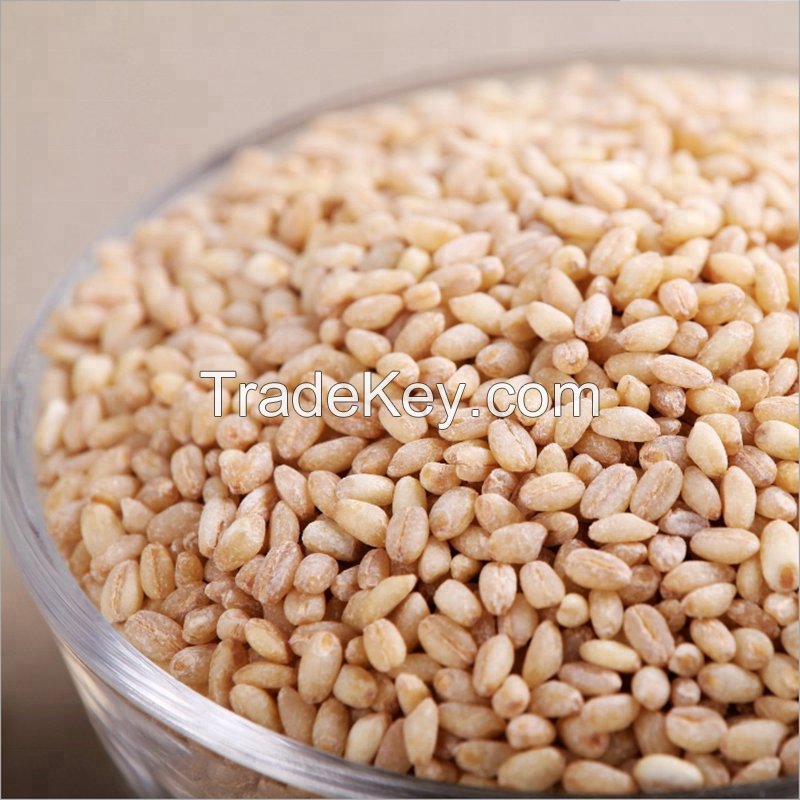 Wheat Grain