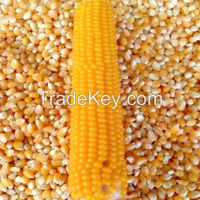 Yellow Corn