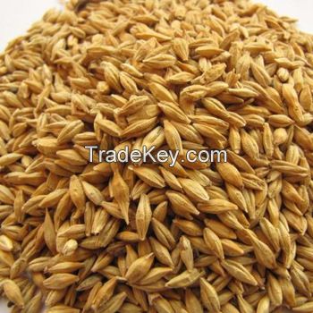 Barley