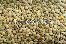 Green Lentils