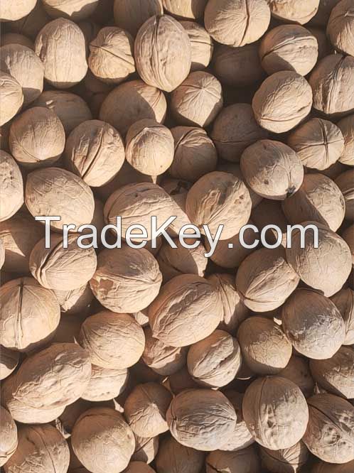 Walnut inshell