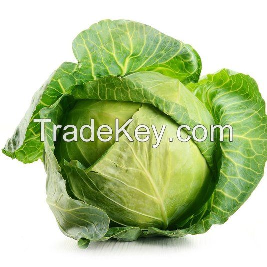 Good Quality Fruits and Vegetables Fresh Green Cabbage