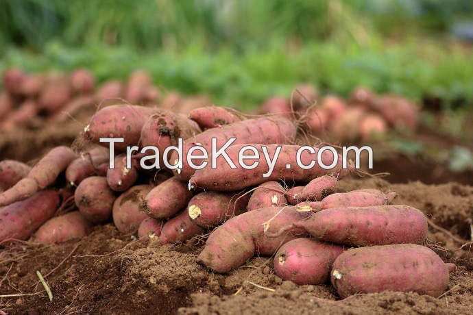 100% Natural Fresh Sweet Potatoes Exported at Cheap Prices