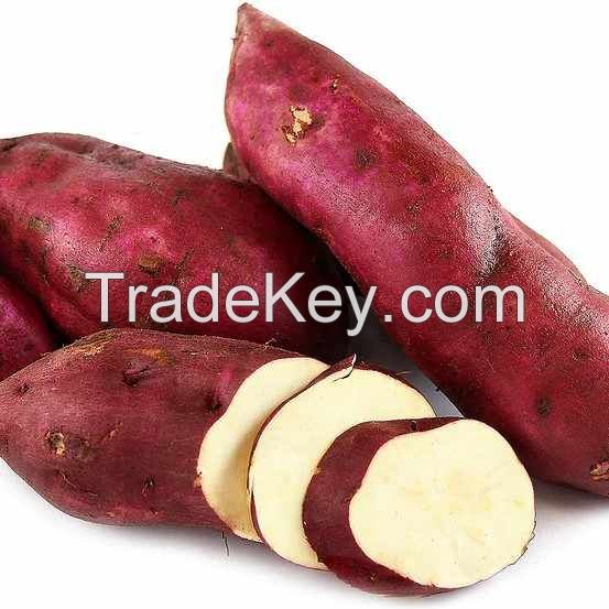 100% Natural Fresh Sweet Potatoes Exported at Cheap Prices