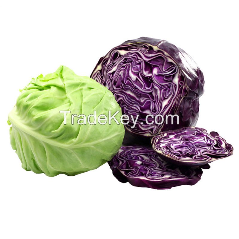 Good Quality Fruits and Vegetables Fresh Green Cabbage