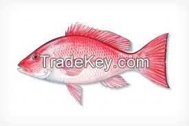  Red Snapper