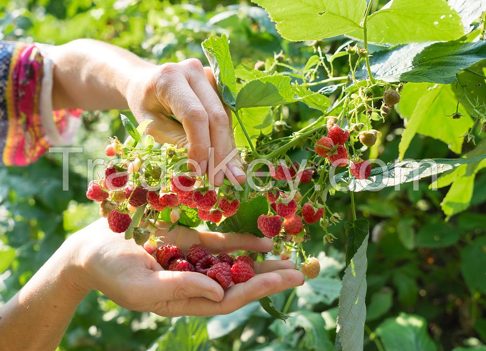 Gartenpflanzen