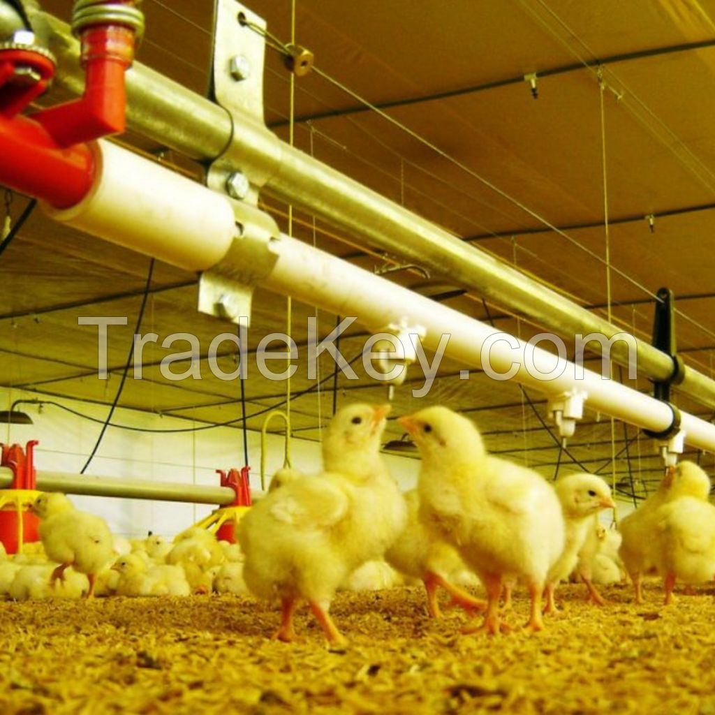 Prefabricated Steel chicken coop 