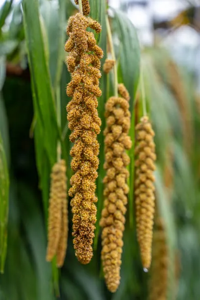 Millets