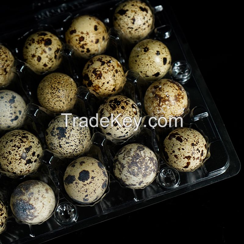 Recyclable Plastic Quail Egg Tray Clear Quail Egg Cartons Plastic Stackable Egg Storage Box for Farm Supermarket Kitchen