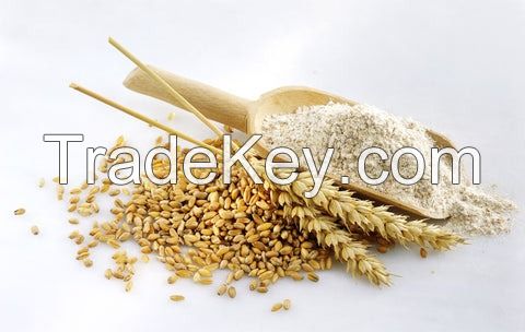 High-Quality Wheat Protein Isolate Ã¢ï¿½ï¿½ Food Grade & Non-GMO | Bulk Supply