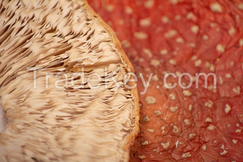 Amanita Muscaria dried caps