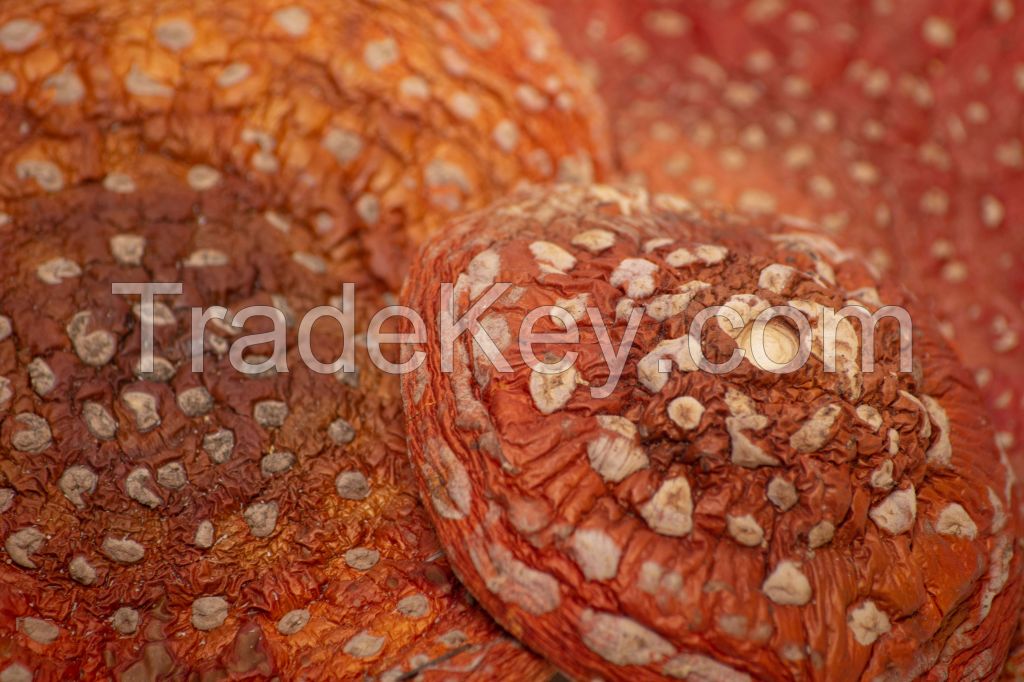 Amanita Muscaria dried caps