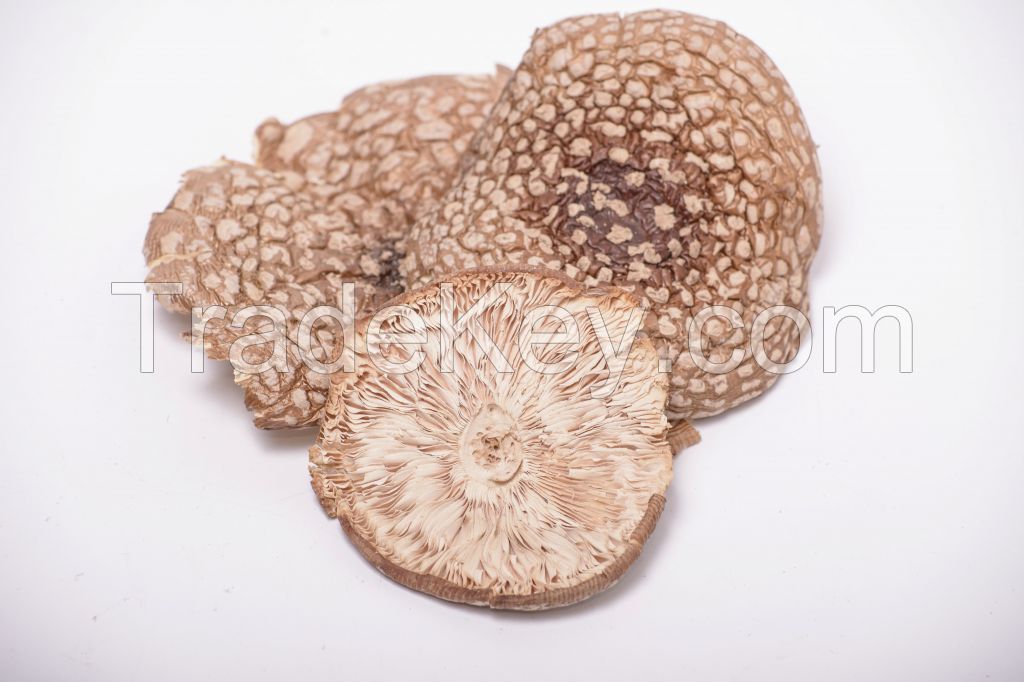 Amanita Regalis