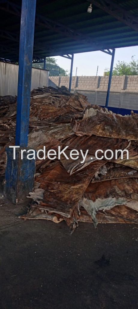 Dry hides and salted hides