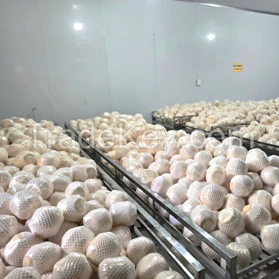 Vietnam Fresh Coconut