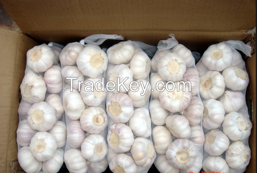 garlic pure white