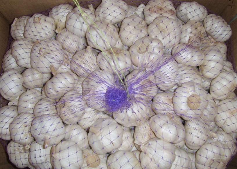 garlic pure white