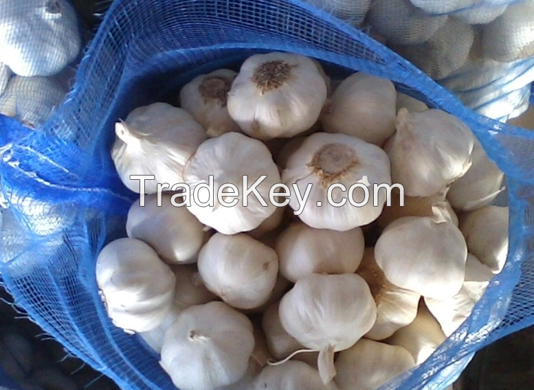 garlic pure white