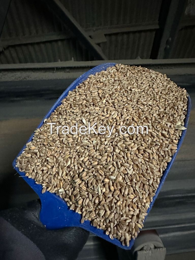 Milling wheat protein 11.50%