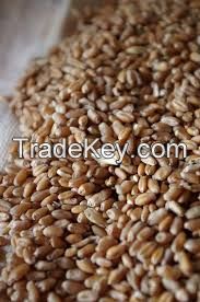 Milling wheat protein 11.50%