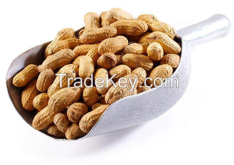 100% natural Various size  delicious peanuts wholesale delicious raw groundnuts packing in bags ground nut peanuts in shell