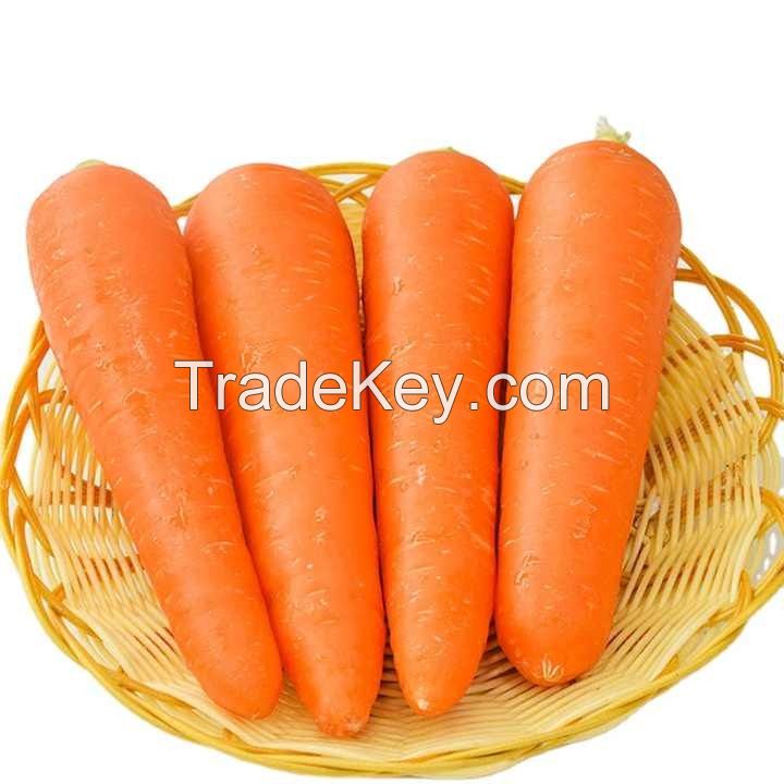 BEST PRICE FRESH CARROTS / DIRECT FARM SUPPLY ORANGE VEGETABLES