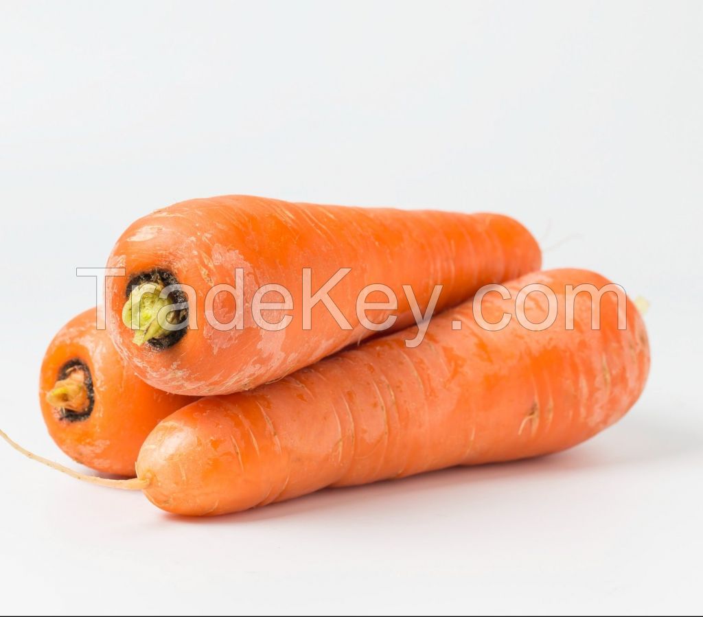 BEST PRICE FRESH CARROTS / DIRECT FARM SUPPLY ORANGE VEGETABLES
