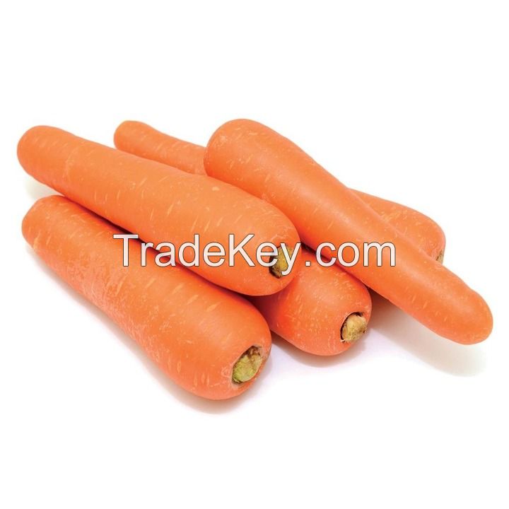 BEST PRICE FRESH CARROTS / DIRECT FARM SUPPLY ORANGE VEGETABLES