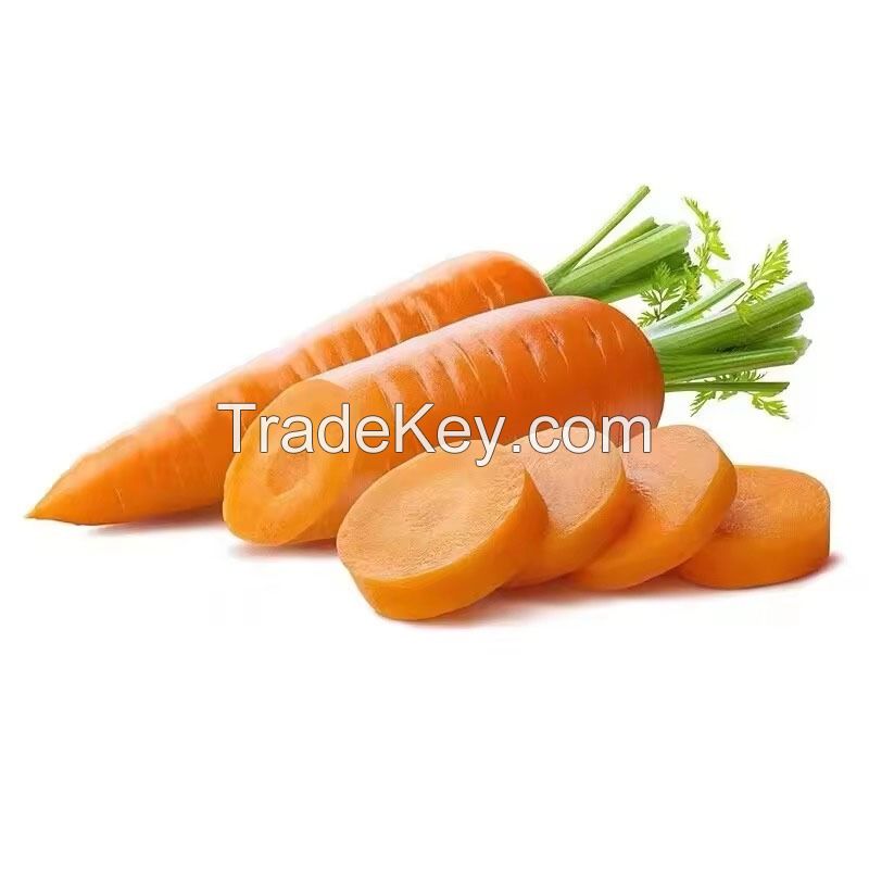 BEST PRICE FRESH CARROTS / DIRECT FARM SUPPLY ORANGE VEGETABLES