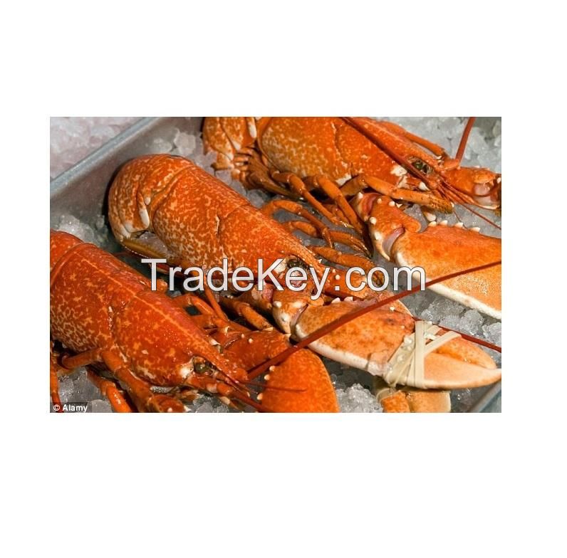 frozen fish fresh tilapia supplier  for food block low in fat whole fish maws fish glue for sale