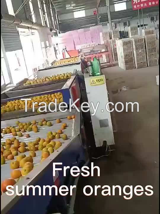 fresh lime fresh lemons fresh mandarins fresh valencia oranges sweet fresh large oranges navel mandarin