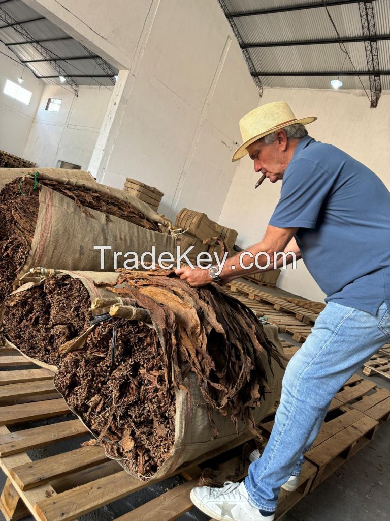 Dark Air Cured Tobacco (DAC)