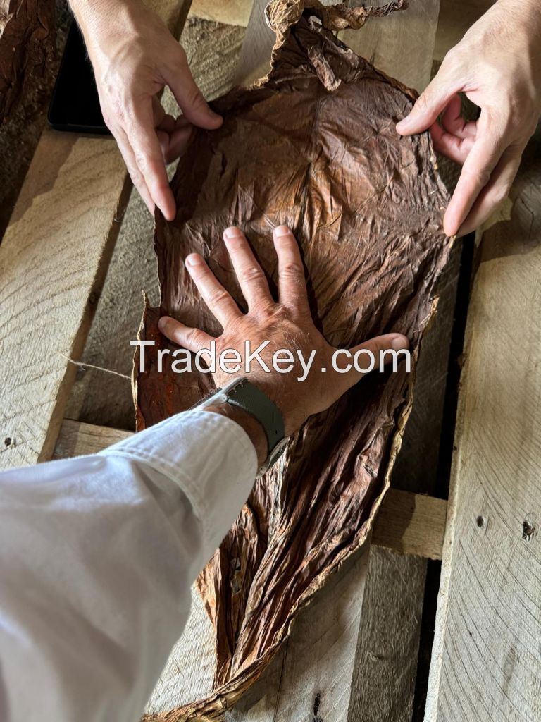 Dark Air Cured Tobacco (DAC)