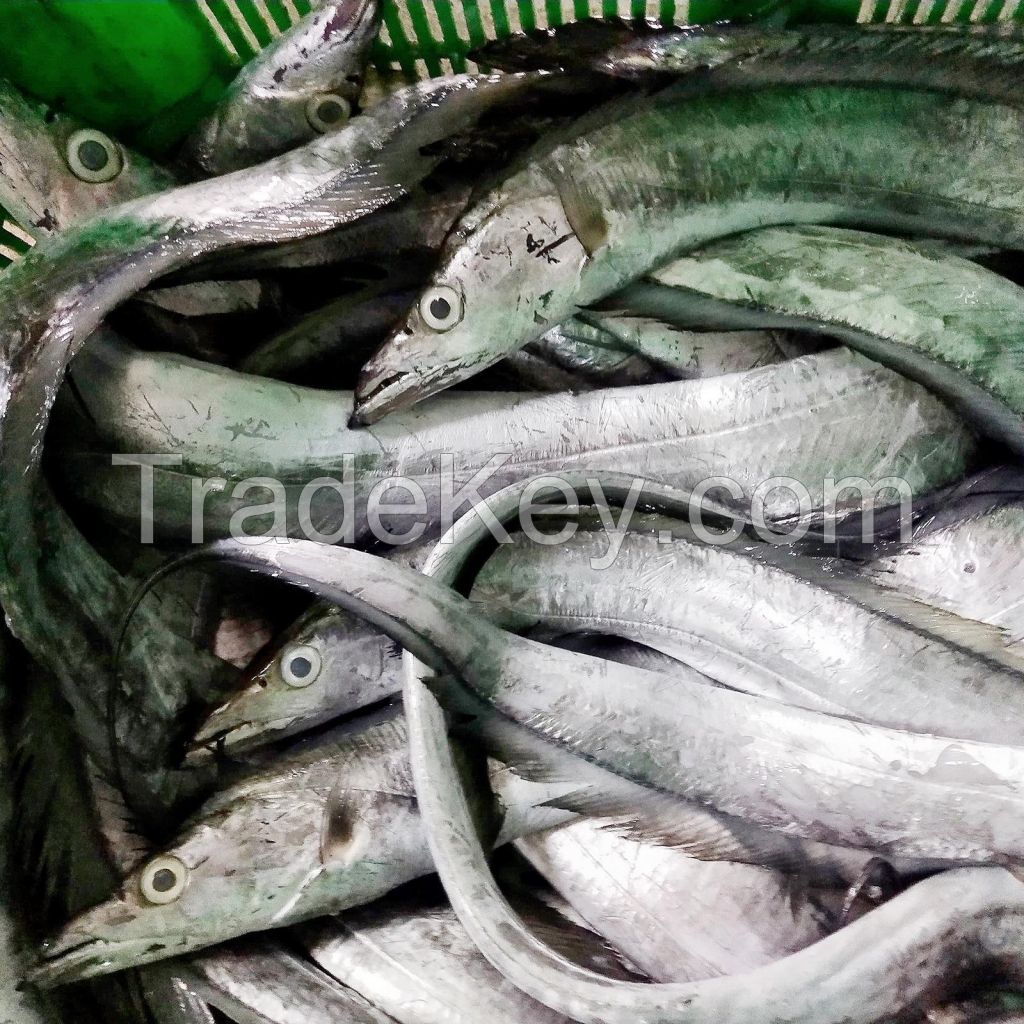 Frozen Ribbon Fish Featuring 99% Fresh Selection And Superior Seafood Handling For Bulk Buyers And Ocean Quality