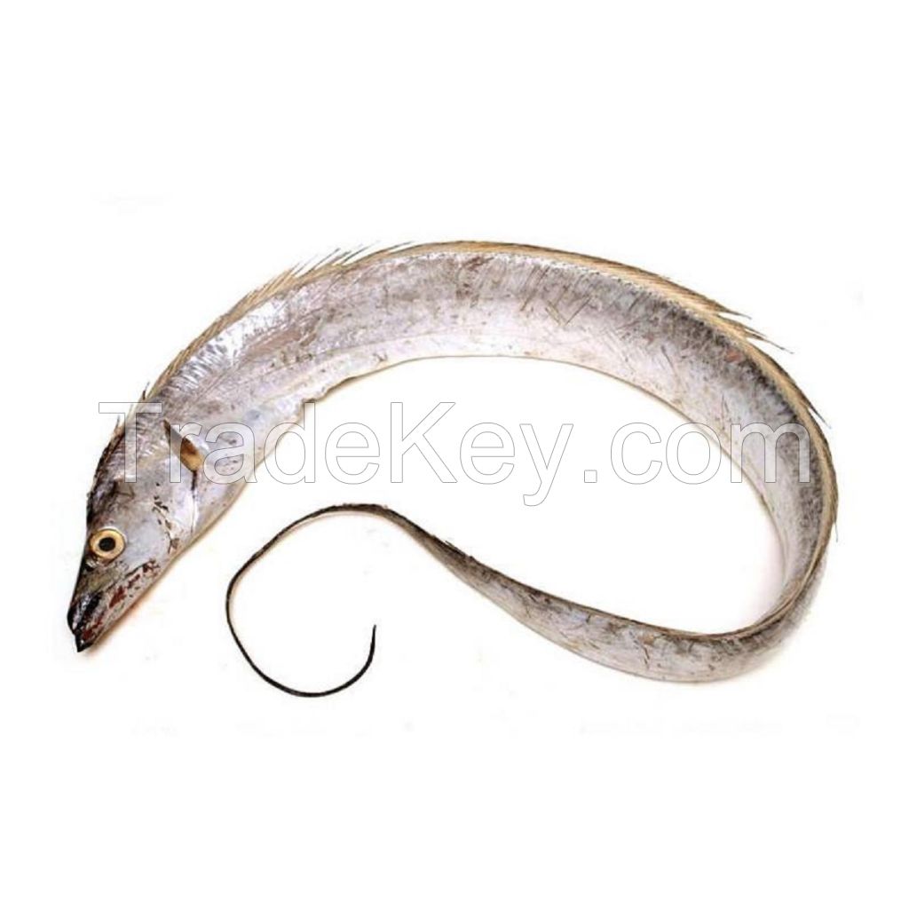 Frozen Ribbon Fish Featuring 99% Fresh Selection And Superior Seafood Handling For Bulk Buyers And Ocean Quality
