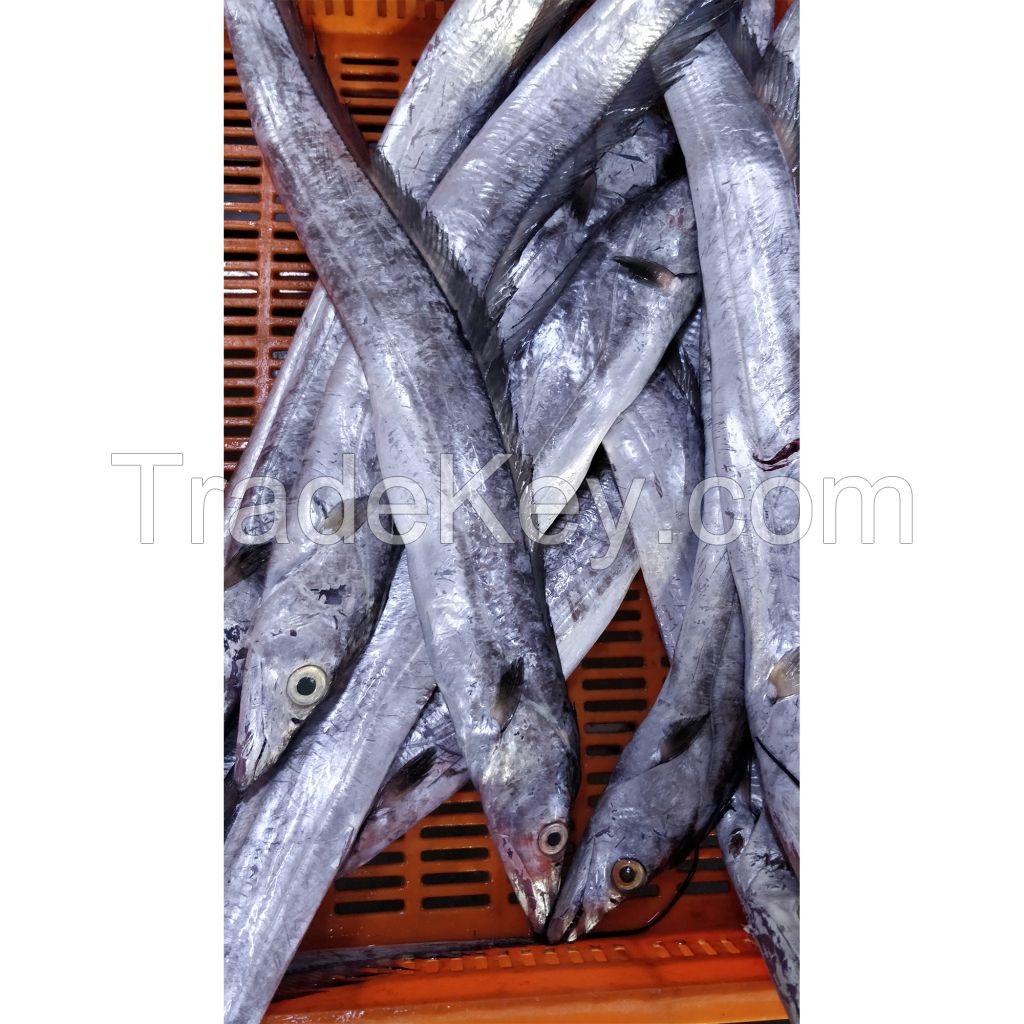 Frozen Ribbon Fish Featuring 99% Fresh Selection And Superior Seafood Handling For Bulk Buyers And Ocean Quality