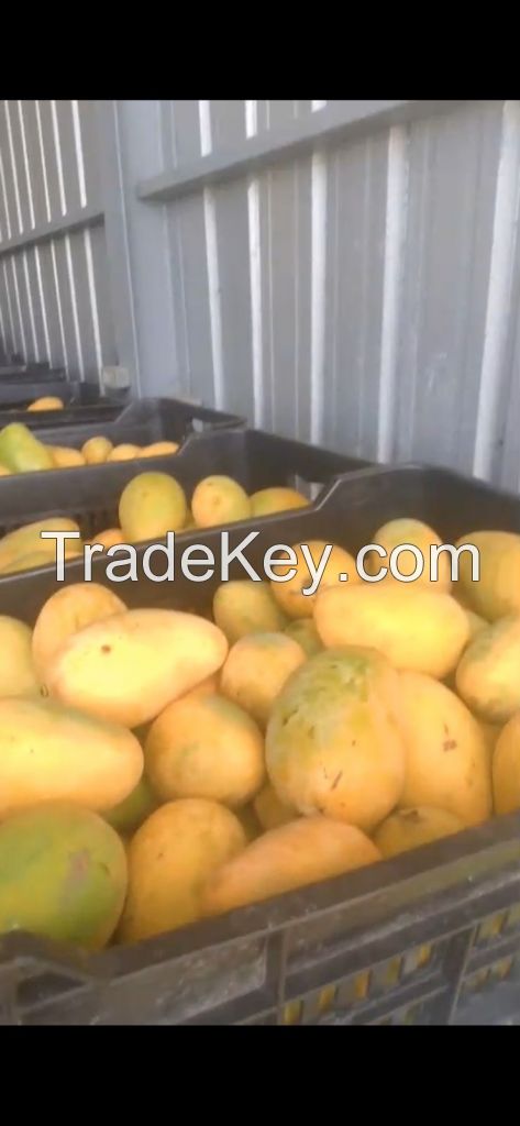 Fresh Mango from Dominican Republic